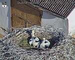 Capi_Dubne_20260619_070504.jpg