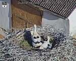 Capi_Dubne_20260619_071505.jpg