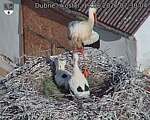 Capi_Dubne_20260619_073004.jpg
