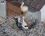 Capi_Dubne_20260619_073504.jpg