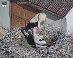 Capi_Dubne_20260619_074505.jpg