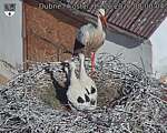 Capi_Dubne_20260619_080004.jpg