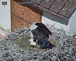 Capi_Dubne_20260619_104003.jpg
