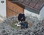 Capi_Dubne_20260619_104503.jpg