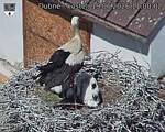 Capi_Dubne_20260619_110002.jpg
