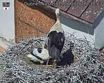 Capi_Dubne_20260619_111003.jpg