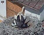 Capi_Dubne_20260619_112502.jpg