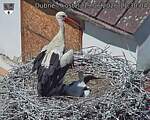 Capi_Dubne_20260619_113004.jpg