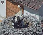 Capi_Dubne_20260619_115004.jpg