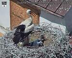 Capi_Dubne_20260619_120504.jpg