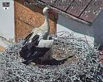 Capi_Dubne_20260619_122005.jpg