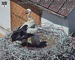 Capi_Dubne_20260619_122503.jpg