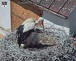 Capi_Dubne_20260619_123004.jpg