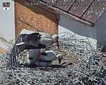 Capi_Dubne_20260619_124004.jpg