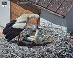 Capi_Dubne_20260619_124504.jpg