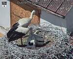 Capi_Dubne_20260619_125503.jpg