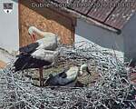 Capi_Dubne_20260619_130004.jpg