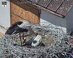 Capi_Dubne_20260619_130505.jpg