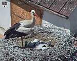 Capi_Dubne_20260619_131004.jpg