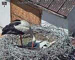 Capi_Dubne_20260619_131504.jpg