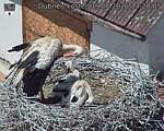 Capi_Dubne_20260619_132005.jpg
