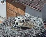 Capi_Dubne_20260619_132503.jpg