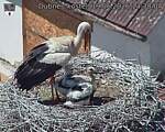 Capi_Dubne_20260619_133004.jpg