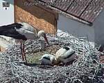 Capi_Dubne_20260619_133503.jpg