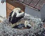Capi_Dubne_20260619_134004.jpg