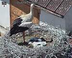 Capi_Dubne_20260619_134504.jpg