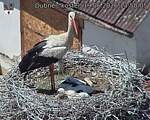Capi_Dubne_20260619_135005.jpg