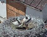 Capi_Dubne_20260619_140003.jpg