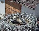 Capi_Dubne_20260619_140503.jpg