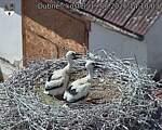 Capi_Dubne_20260619_141003.jpg