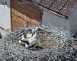Capi_Dubne_20260619_141503.jpg