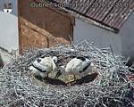 Capi_Dubne_20260619_142503.jpg