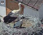 Capi_Dubne_20260619_144003.jpg