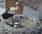 Capi_Dubne_20260619_145003.jpg