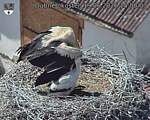 Capi_Dubne_20260619_150004.jpg