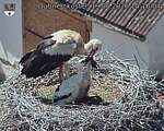 Capi_Dubne_20260619_151004.jpg