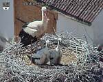 Capi_Dubne_20260619_154003.jpg