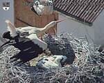 Capi_Dubne_20260619_160003.jpg