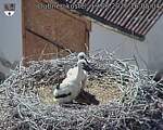Capi_Dubne_20260619_160504.jpg