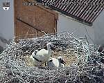 Capi_Dubne_20260619_161003.jpg
