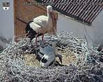 Capi_Dubne_20260619_162004.jpg
