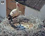 Capi_Dubne_20260619_170004.jpg