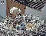 Capi_Dubne_20260619_170503.jpg