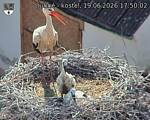 Capi_Dubne_20260619_175002.jpg