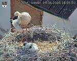 Capi_Dubne_20260619_180503.jpg