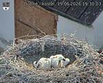 Capi_Dubne_20260619_193003.jpg
